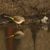 Grey Wagtail